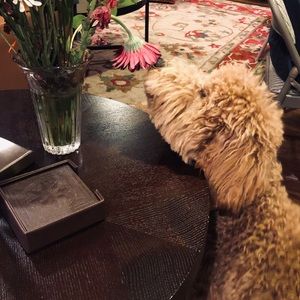 Meet your Posher, Jade